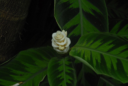 瓦氏肖竹芋 花卉 擬態(tài)