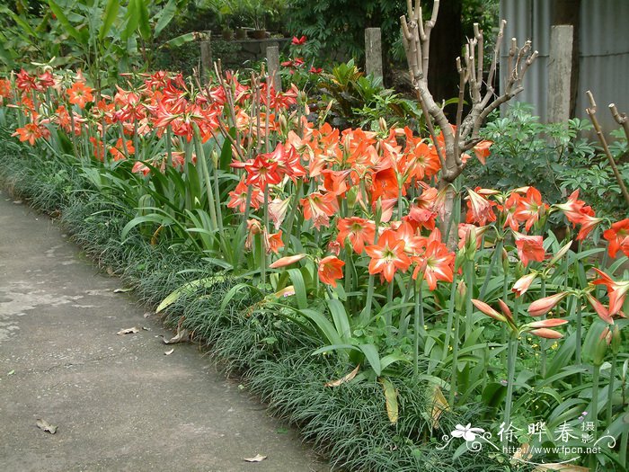 朱頂紅Hippeastrum rutilum