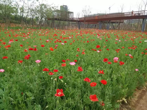 園冶杯專業(yè)獎(jiǎng)：鹿鳴公園景觀工程